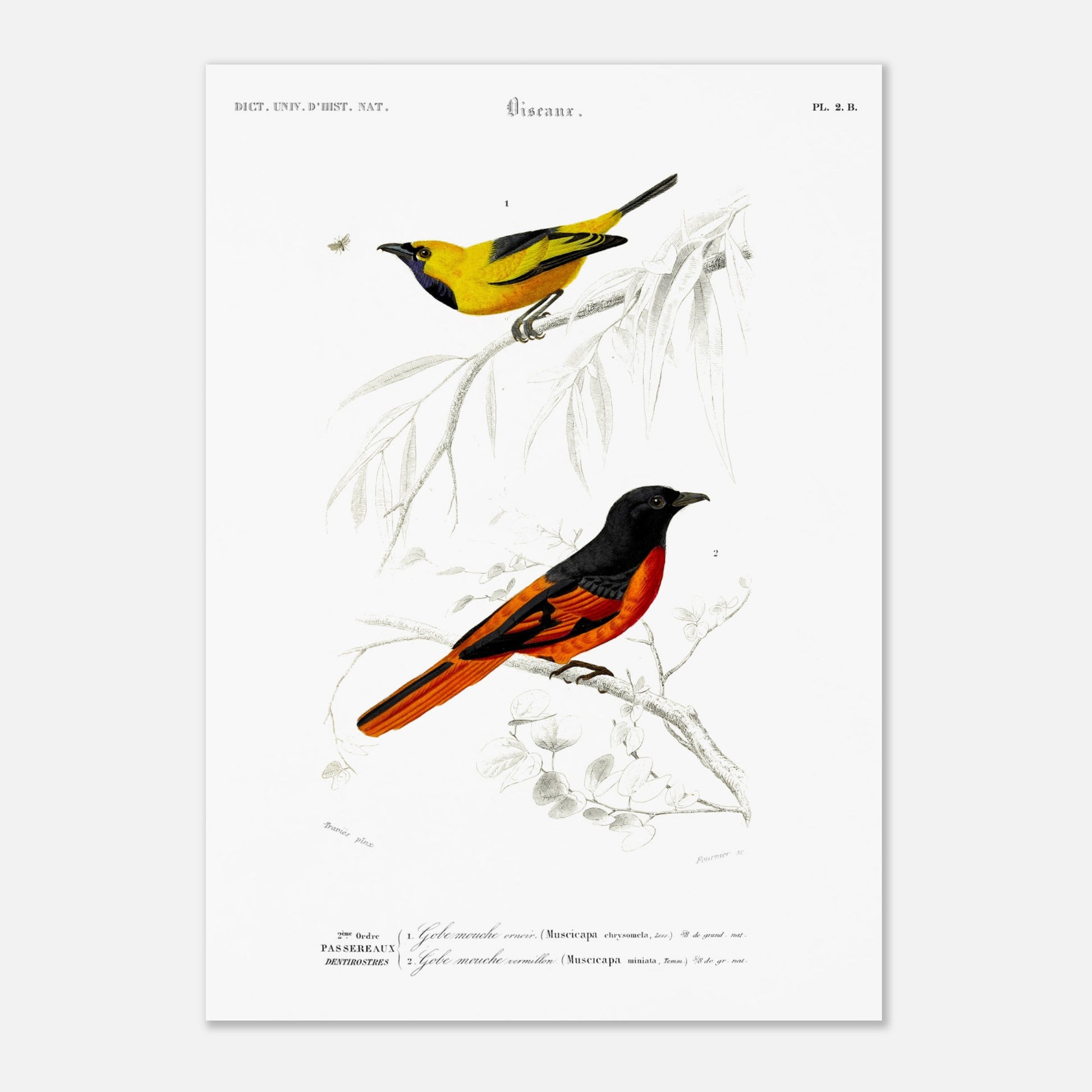 Planche naturaliste Gobe-mouche orn  et vermillon - d'Orbigny. Planche d'illustration naturaliste du Dictionnaire Universel d'Histoire Naturelle de Charles d'Orbigny, présentant deux oiseaux : un oiseau jaune et noir identifié comme "Gobe-mouche orné", et un oiseau noir et orange identifié comme "Gobe-mouche vermillon". Image d'illustration 4