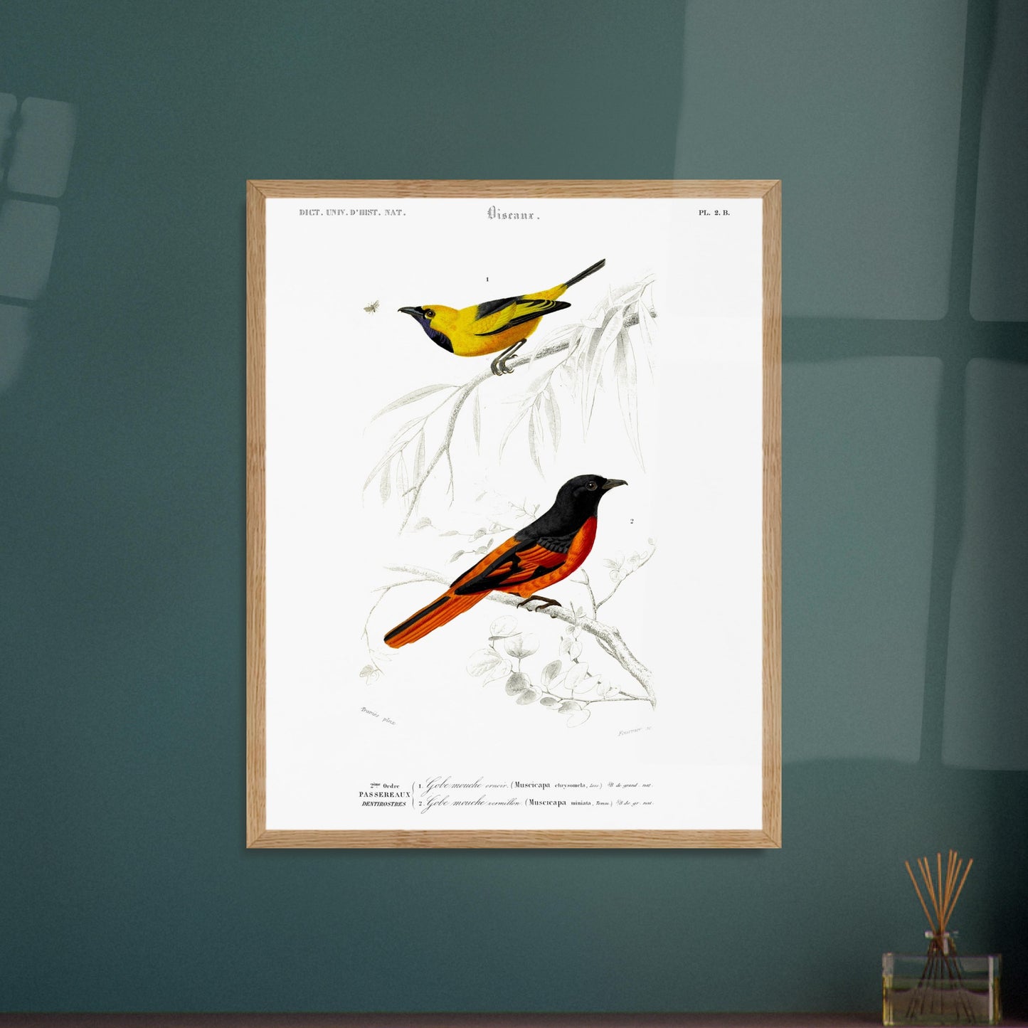 Planche naturaliste Gobe-mouche orn  et vermillon - d'Orbigny. Planche d'illustration naturaliste du Dictionnaire Universel d'Histoire Naturelle de Charles d'Orbigny, présentant deux oiseaux : un oiseau jaune et noir identifié comme "Gobe-mouche orné", et un oiseau noir et orange identifié comme "Gobe-mouche vermillon". Image d'illustration 5