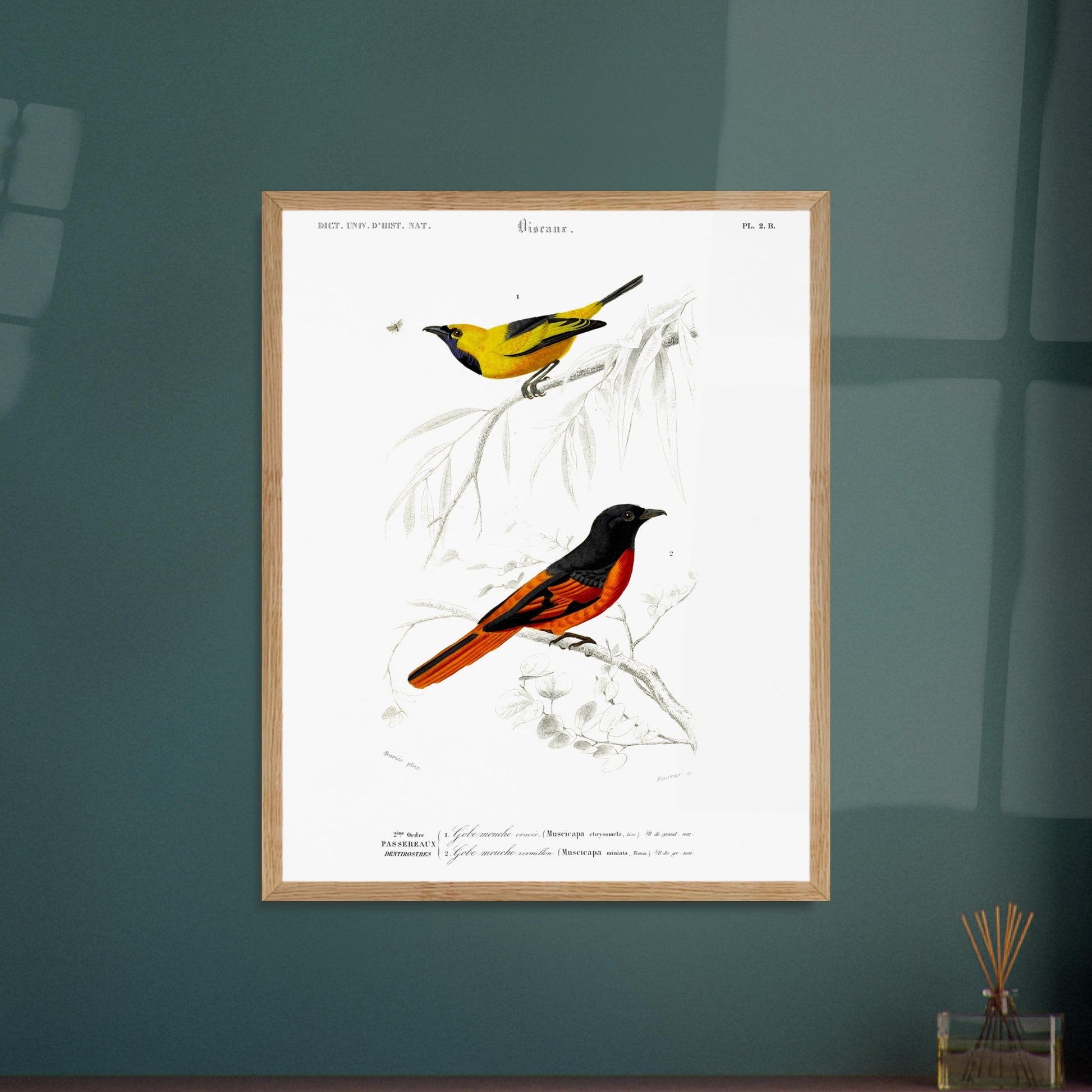 Planche naturaliste Gobe-mouche orn  et vermillon - d'Orbigny. Planche d'illustration naturaliste du Dictionnaire Universel d'Histoire Naturelle de Charles d'Orbigny, présentant deux oiseaux : un oiseau jaune et noir identifié comme "Gobe-mouche orné", et un oiseau noir et orange identifié comme "Gobe-mouche vermillon". Image d'illustration 5