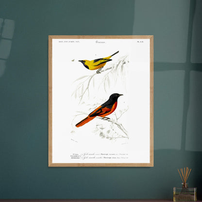 Planche naturaliste Gobe-mouche orn  et vermillon - d'Orbigny. Planche d'illustration naturaliste du Dictionnaire Universel d'Histoire Naturelle de Charles d'Orbigny, présentant deux oiseaux : un oiseau jaune et noir identifié comme "Gobe-mouche orné", et un oiseau noir et orange identifié comme "Gobe-mouche vermillon". Image d'illustration 5