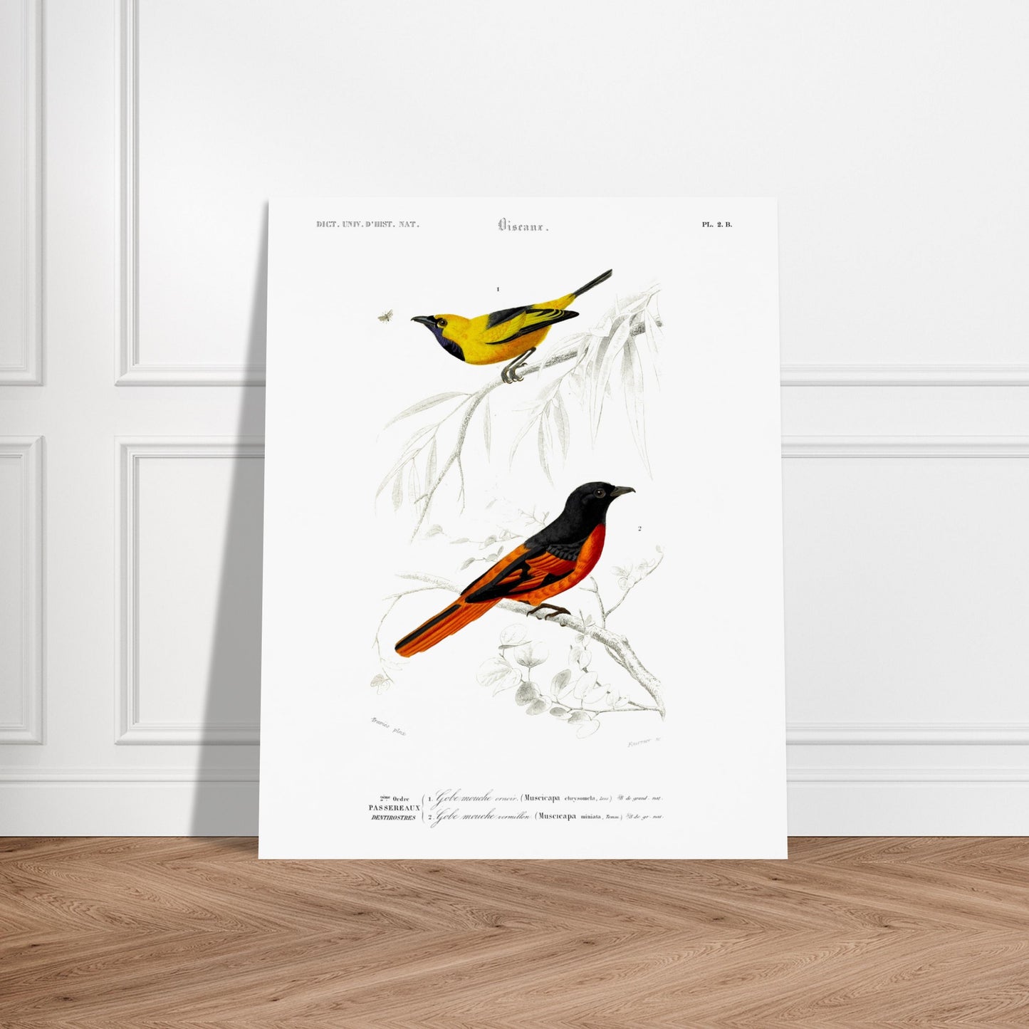 Planche naturaliste Gobe-mouche orn  et vermillon - d'Orbigny. Planche d'illustration naturaliste du Dictionnaire Universel d'Histoire Naturelle de Charles d'Orbigny, présentant deux oiseaux : un oiseau jaune et noir identifié comme "Gobe-mouche orné", et un oiseau noir et orange identifié comme "Gobe-mouche vermillon". Image d'illustration 6