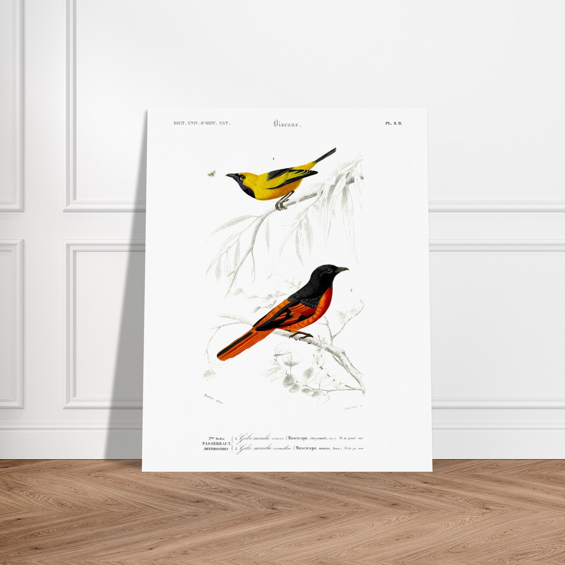 Planche naturaliste Gobe-mouche orn  et vermillon - d'Orbigny. Planche d'illustration naturaliste du Dictionnaire Universel d'Histoire Naturelle de Charles d'Orbigny, présentant deux oiseaux : un oiseau jaune et noir identifié comme "Gobe-mouche orné", et un oiseau noir et orange identifié comme "Gobe-mouche vermillon". Image d'illustration 6