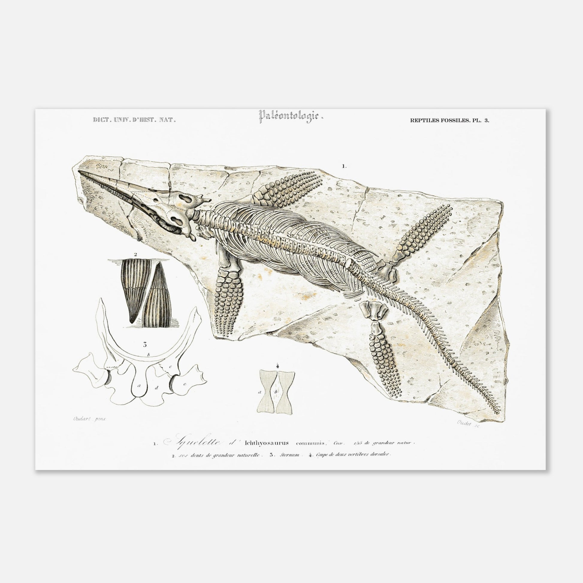 Gravure de paléontologie : Squelette d'Ichthyosaurus par d'Orbigny (29,7x42 cm (A3)). Planche paléontologique représentant le squelette fossilisé d'un Ichthyosaurus communis, avec des détails sur ses dents, son sternum et ses vertèbres.