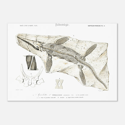 Gravure de paléontologie : Squelette d'Ichthyosaurus par d'Orbigny (29,7x42 cm (A3)). Planche paléontologique représentant le squelette fossilisé d'un Ichthyosaurus communis, avec des détails sur ses dents, son sternum et ses vertèbres.