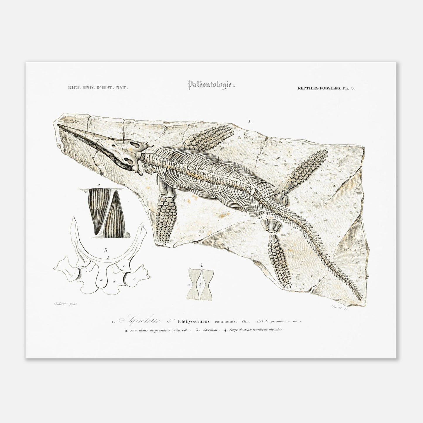 Gravure de paléontologie : Squelette d'Ichthyosaurus par d'Orbigny (40x50 cm). Planche paléontologique représentant le squelette fossilisé d'un Ichthyosaurus communis, avec des détails sur ses dents, son sternum et ses vertèbres.
