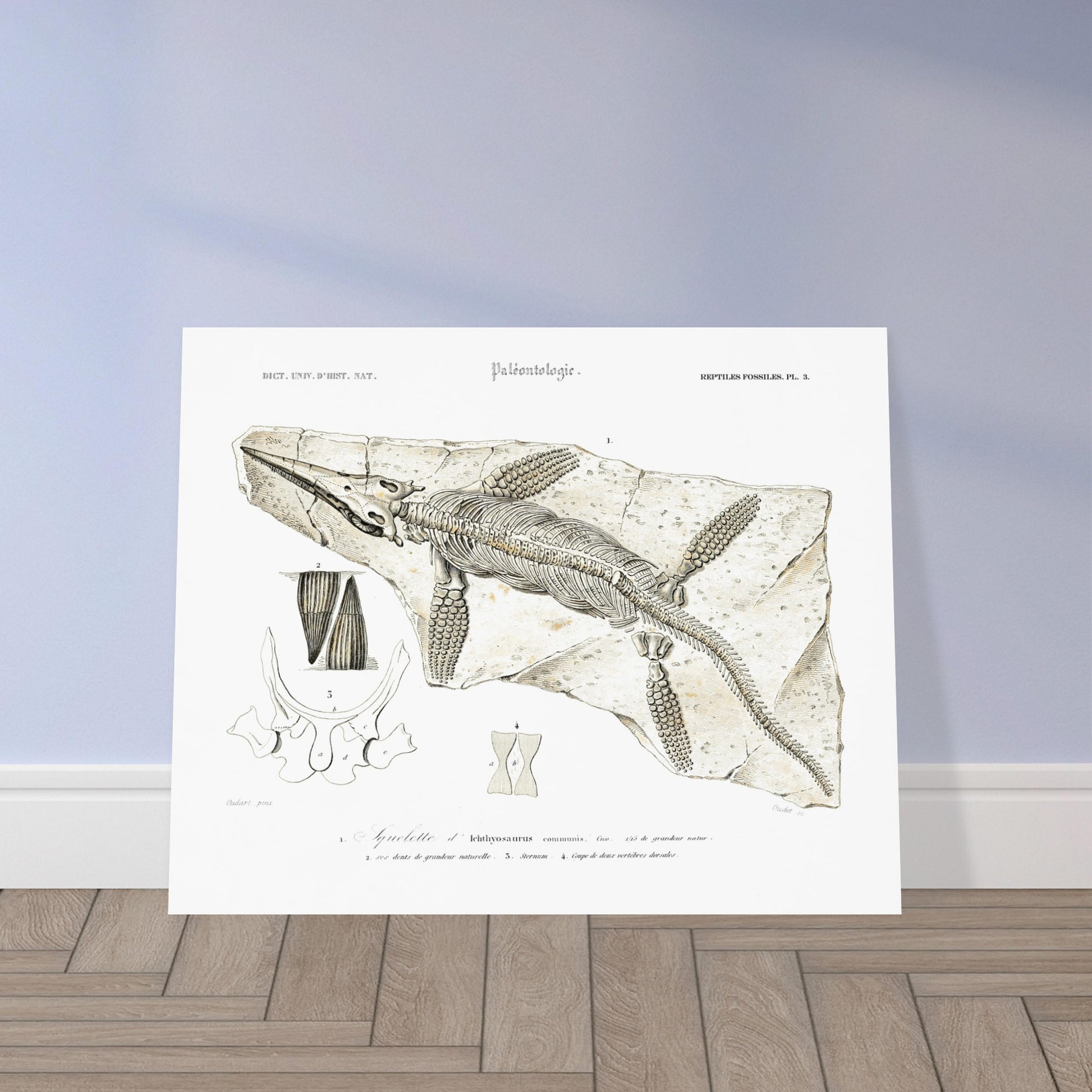 Gravure de paléontologie : Squelette d'Ichthyosaurus par d'Orbigny. Planche paléontologique représentant le squelette fossilisé d'un Ichthyosaurus communis, avec des détails sur ses dents, son sternum et ses vertèbres. Image d'illustration 5