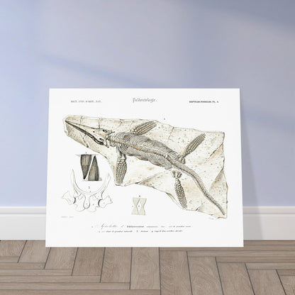 Gravure de paléontologie : Squelette d'Ichthyosaurus par d'Orbigny. Planche paléontologique représentant le squelette fossilisé d'un Ichthyosaurus communis, avec des détails sur ses dents, son sternum et ses vertèbres. Image d'illustration 5