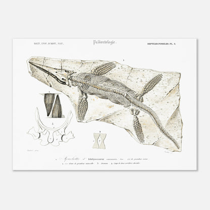 Gravure de paléontologie : Squelette d'Ichthyosaurus par d'Orbigny (50x70 cm). Planche paléontologique représentant le squelette fossilisé d'un Ichthyosaurus communis, avec des détails sur ses dents, son sternum et ses vertèbres.