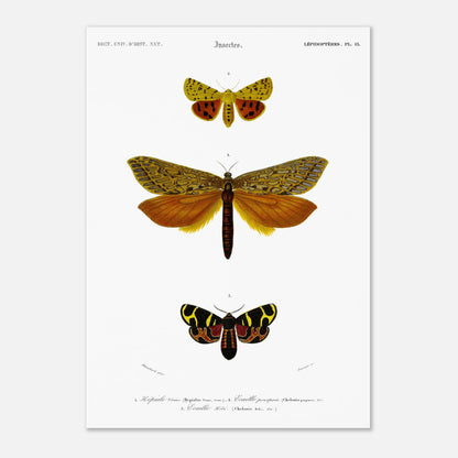 Gravure de lépidoptères : Écaille pourprée et Écaille Hébé - d'Orbigny (29,7x42 cm (A3)). Planche d'illustration naturaliste montrant trois papillons, chacun identifié par un numéro, avec des motifs complexes sur leurs ailes.
