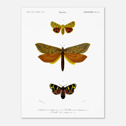 Gravure de lépidoptères : Écaille pourprée et Écaille Hébé - d'Orbigny (30x40 cm). Planche d'illustration naturaliste montrant trois papillons, chacun identifié par un numéro, avec des motifs complexes sur leurs ailes.