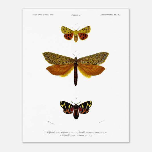 Gravure de lépidoptères : Écaille pourprée et Écaille Hébé - d'Orbigny (40x50 cm). Planche d'illustration naturaliste montrant trois papillons, chacun identifié par un numéro, avec des motifs complexes sur leurs ailes.