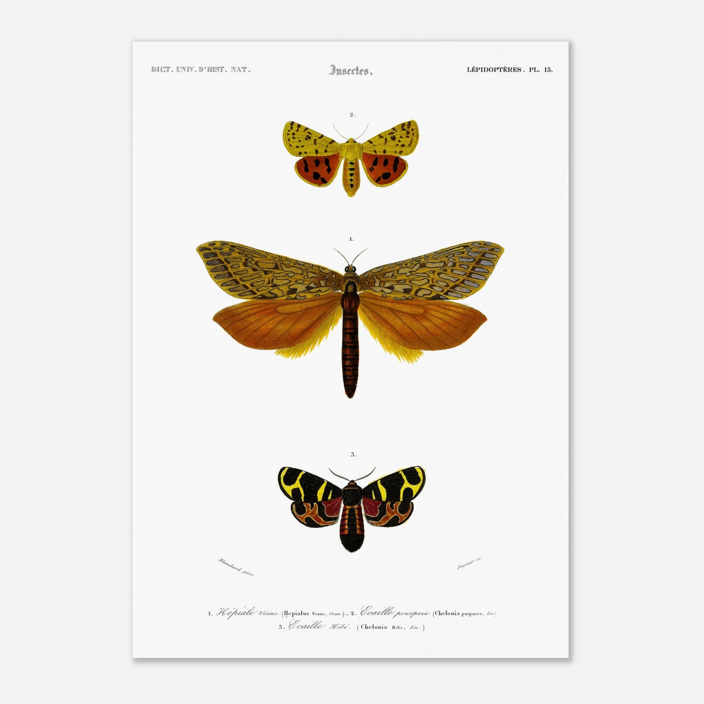 Gravure de lépidoptères : Écaille pourprée et Écaille Hébé - d'Orbigny (42x59,4 cm (A2)). Planche d'illustration naturaliste montrant trois papillons, chacun identifié par un numéro, avec des motifs complexes sur leurs ailes.