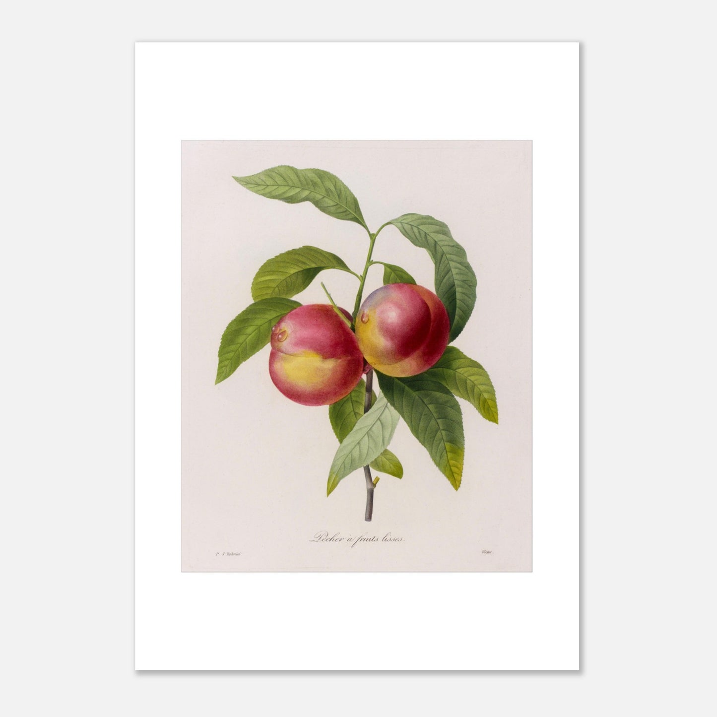 Gravure de botanique ancienne Pêcher à Fruits Lisses par Redouté (21x29,7 cm (A4)). Planche botanique de Pierre-Joseph Redouté représentant deux pêches rouges et jaunes sur une branche avec des feuilles vertes.