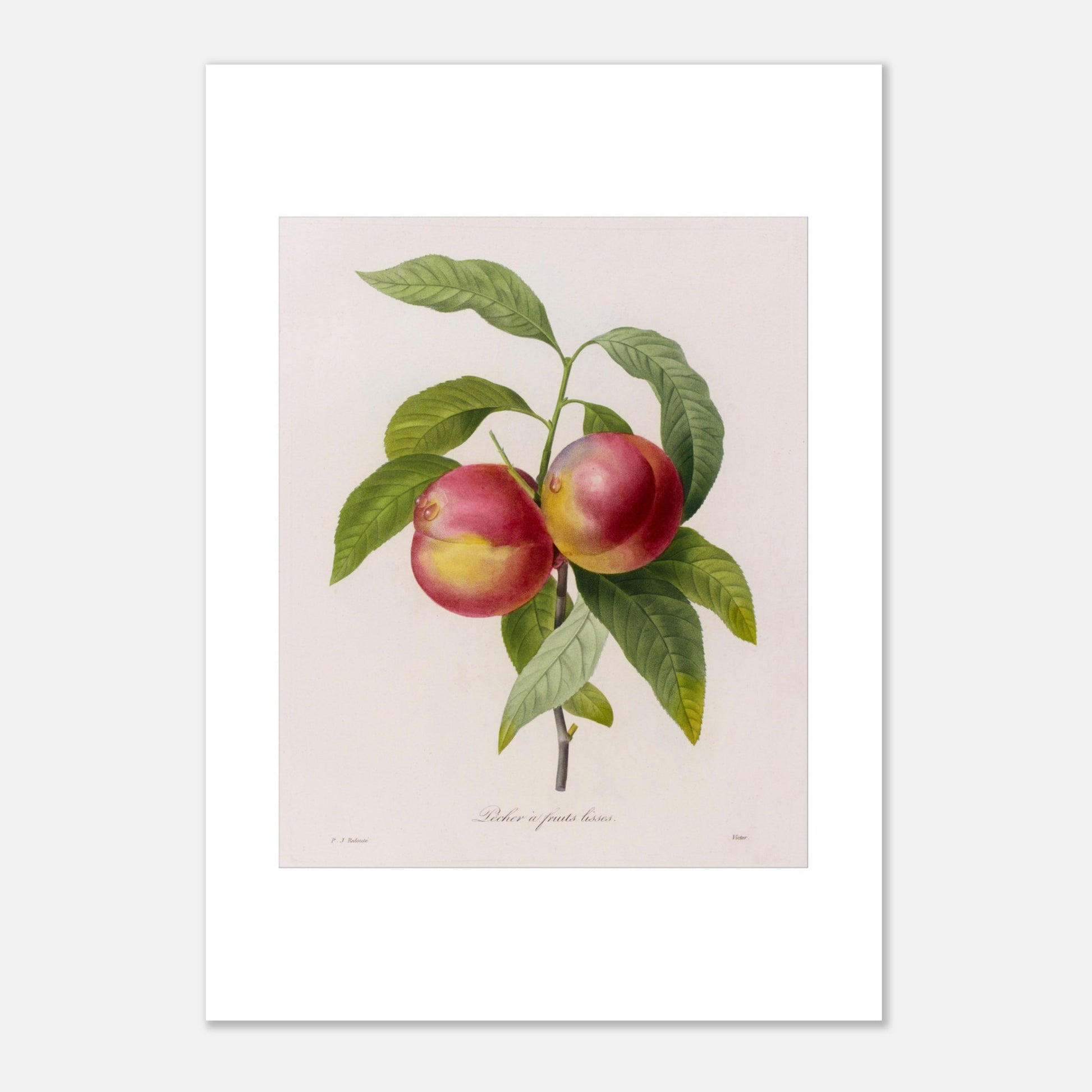 Gravure de botanique ancienne Pêcher à Fruits Lisses par Redouté (29,7x42 cm (A3)). Planche botanique de Pierre-Joseph Redouté représentant deux pêches rouges et jaunes sur une branche avec des feuilles vertes.