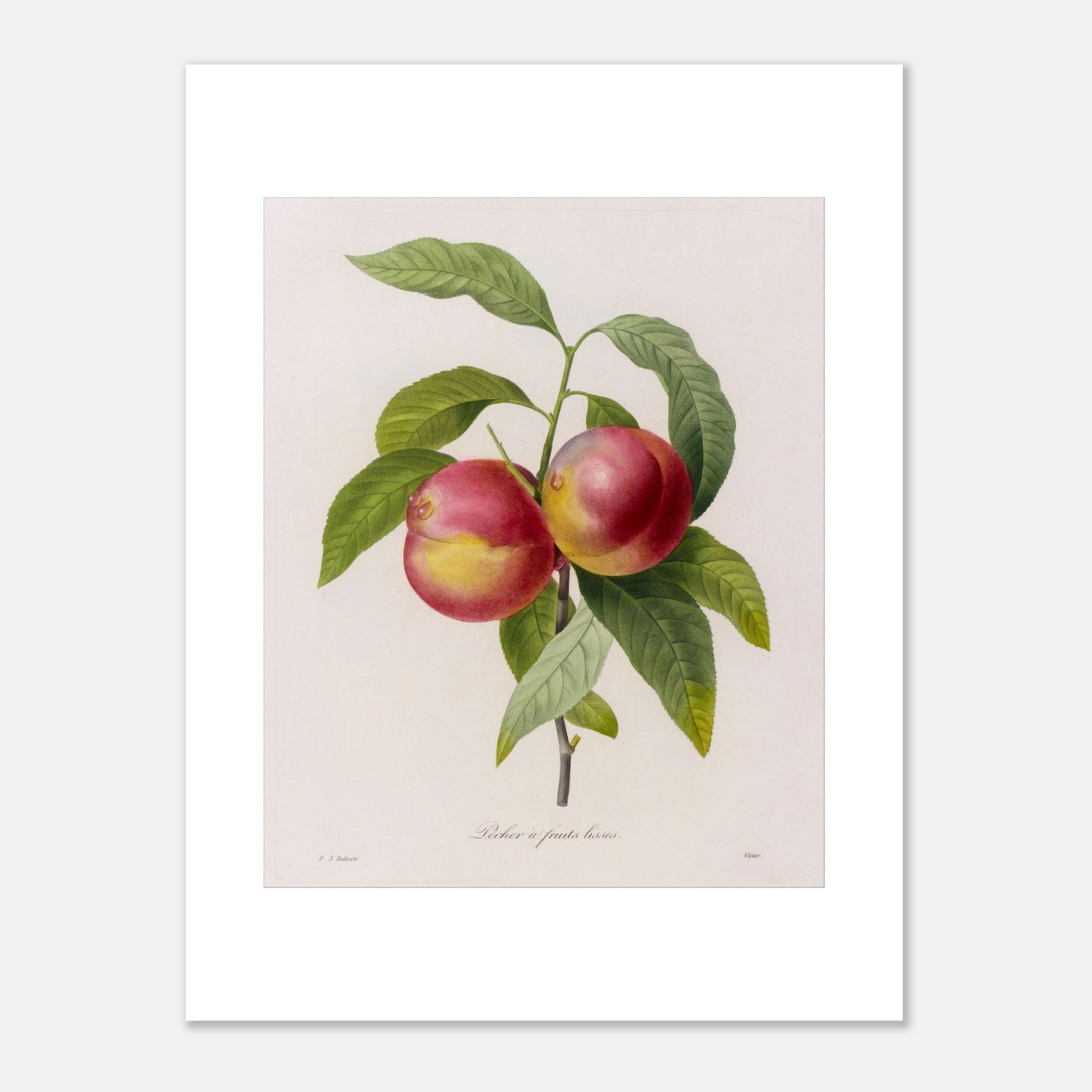 Gravure de botanique ancienne Pêcher à Fruits Lisses par Redouté (30x40 cm). Planche botanique de Pierre-Joseph Redouté représentant deux pêches rouges et jaunes sur une branche avec des feuilles vertes.