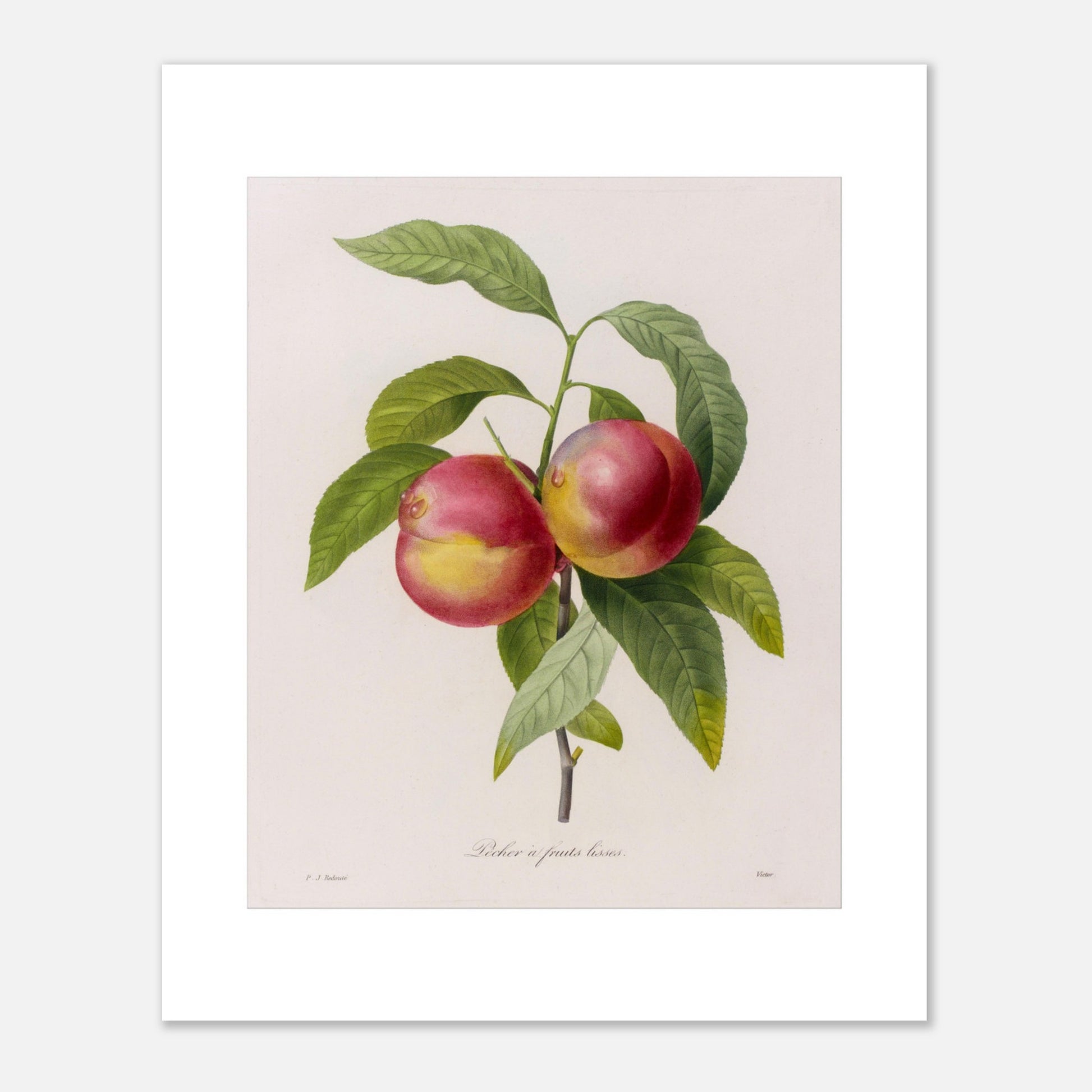 Gravure de botanique ancienne Pêcher à Fruits Lisses par Redouté (40x50 cm). Planche botanique de Pierre-Joseph Redouté représentant deux pêches rouges et jaunes sur une branche avec des feuilles vertes.