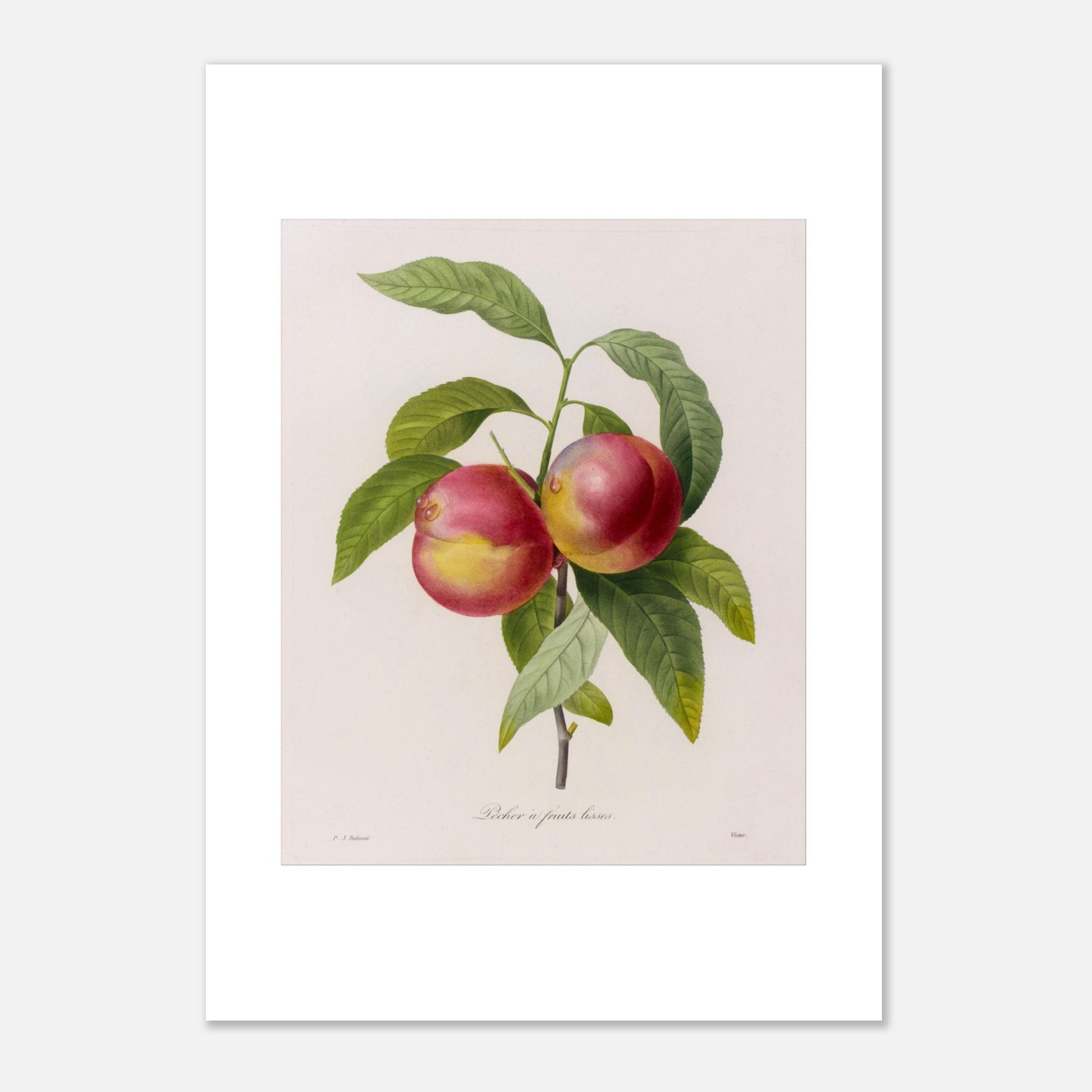 Gravure de botanique ancienne Pêcher à Fruits Lisses par Redouté (42x59,4 cm (A2)). Planche botanique de Pierre-Joseph Redouté représentant deux pêches rouges et jaunes sur une branche avec des feuilles vertes.