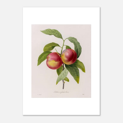 Gravure de botanique ancienne Pêcher à Fruits Lisses par Redouté (50x70 cm). Planche botanique de Pierre-Joseph Redouté représentant deux pêches rouges et jaunes sur une branche avec des feuilles vertes.