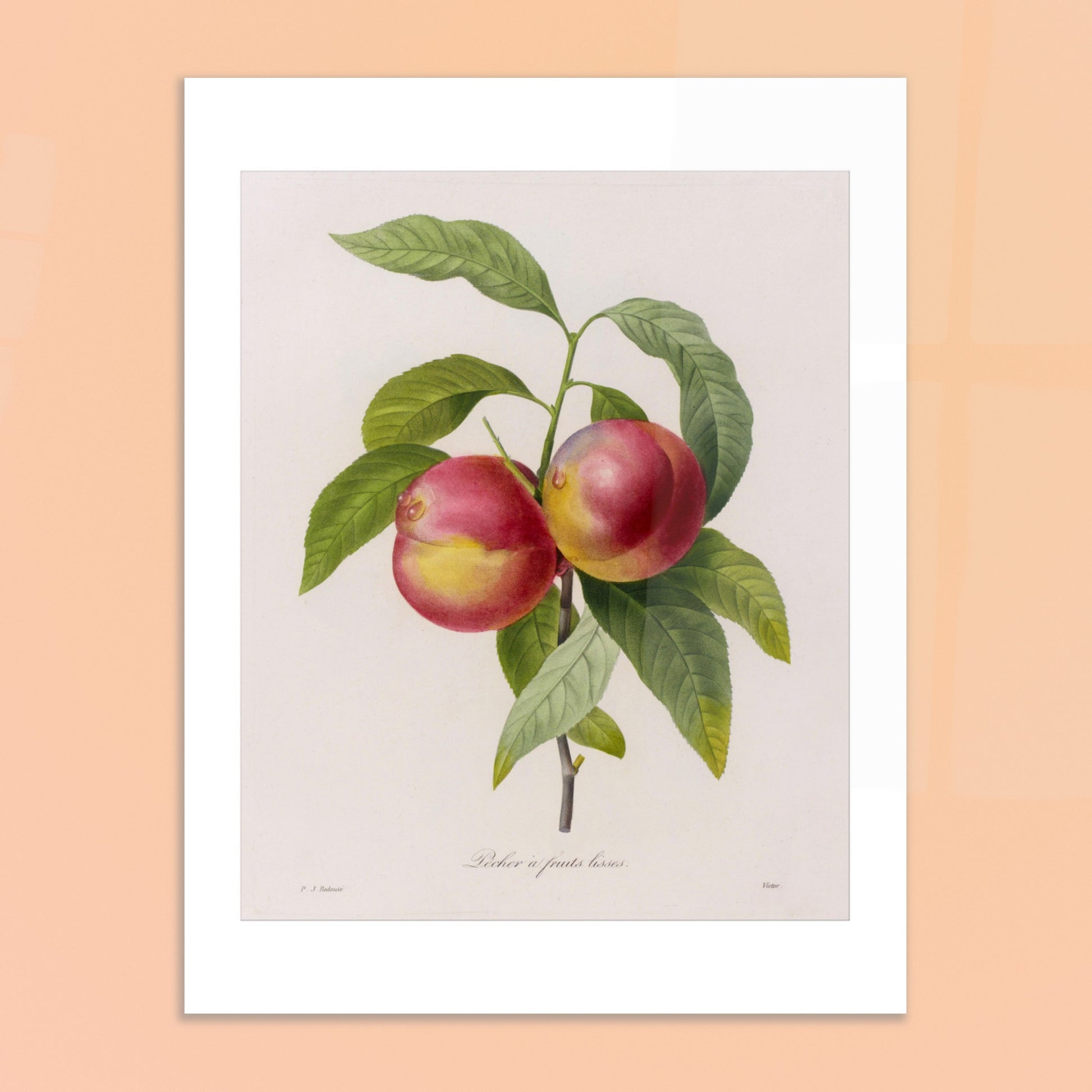 Gravure de botanique ancienne Pêcher à Fruits Lisses par Redouté. Planche botanique de Pierre-Joseph Redouté représentant deux pêches rouges et jaunes sur une branche avec des feuilles vertes. Image d'illustration 6