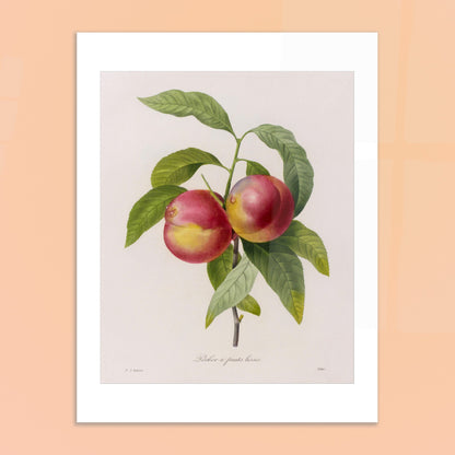 Gravure de botanique ancienne Pêcher à Fruits Lisses par Redouté. Planche botanique de Pierre-Joseph Redouté représentant deux pêches rouges et jaunes sur une branche avec des feuilles vertes. Image d'illustration 6