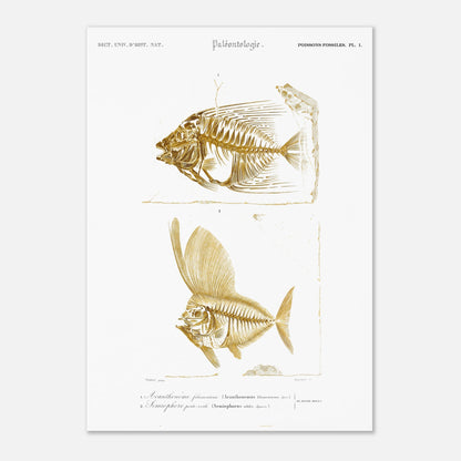 Gravure de poissons fossiles : Acanthonème filamenteux par d'Orbigny (29,7x42 cm (A3)). Planche paléontologique illustrant les squelettes de deux poissons, l'un en entier et l'autre vu de profil, avec une texture dorée.