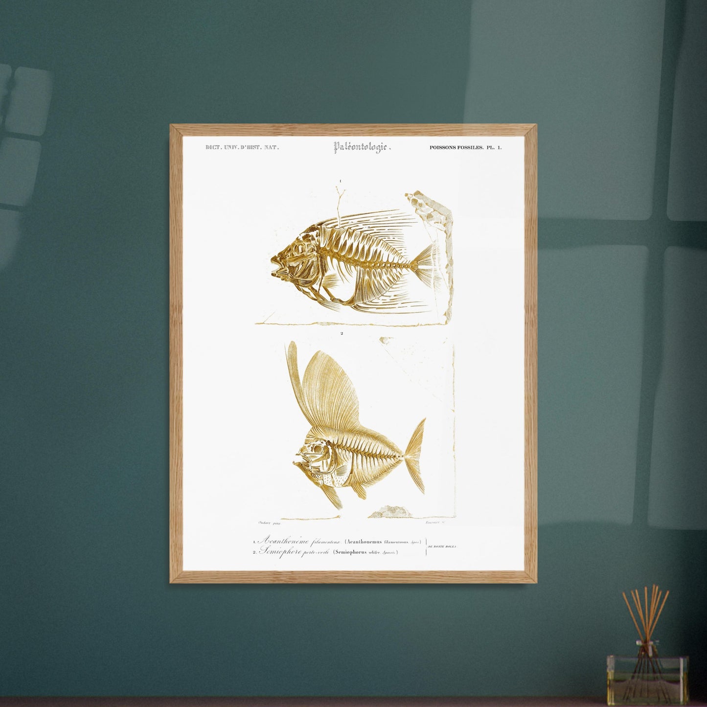 Gravure de poissons fossiles : Acanthonème filamenteux par d'Orbigny. Planche paléontologique illustrant les squelettes de deux poissons, l'un en entier et l'autre vu de profil, avec une texture dorée. Image d'illustration 5