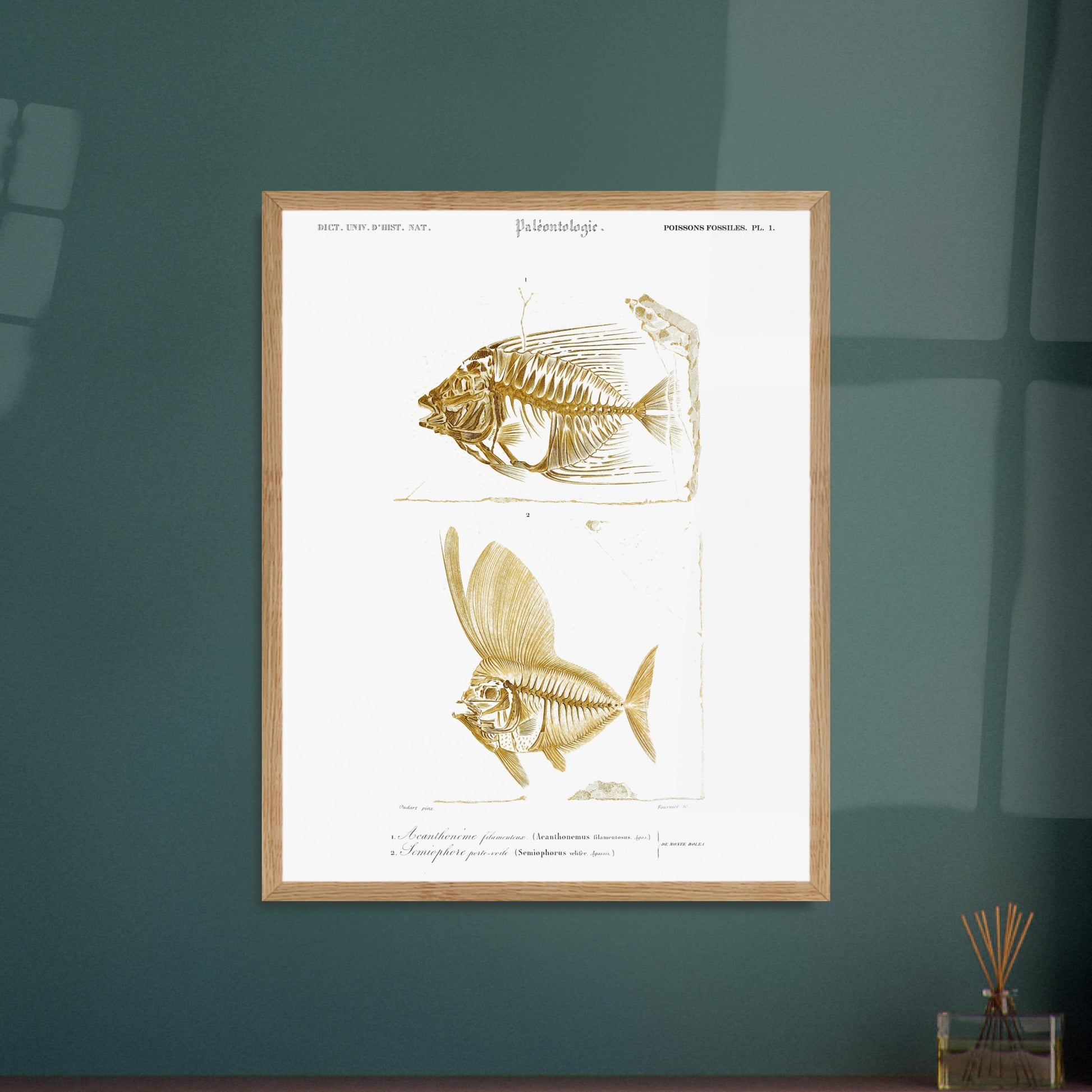 Gravure de poissons fossiles : Acanthonème filamenteux par d'Orbigny. Planche paléontologique illustrant les squelettes de deux poissons, l'un en entier et l'autre vu de profil, avec une texture dorée. Image d'illustration 5