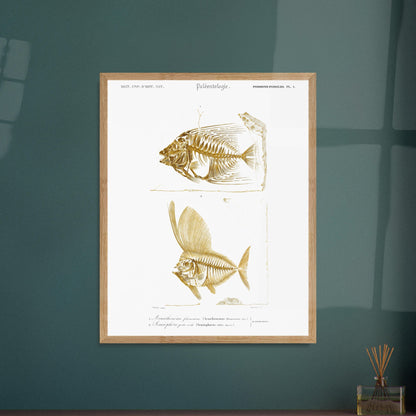 Gravure de poissons fossiles : Acanthonème filamenteux par d'Orbigny. Planche paléontologique illustrant les squelettes de deux poissons, l'un en entier et l'autre vu de profil, avec une texture dorée. Image d'illustration 5