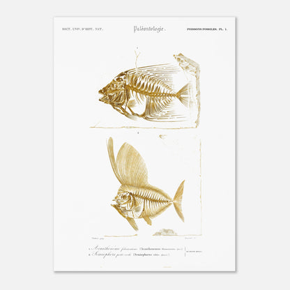 Gravure de poissons fossiles : Acanthonème filamenteux par d'Orbigny (50x70 cm). Planche paléontologique illustrant les squelettes de deux poissons, l'un en entier et l'autre vu de profil, avec une texture dorée.