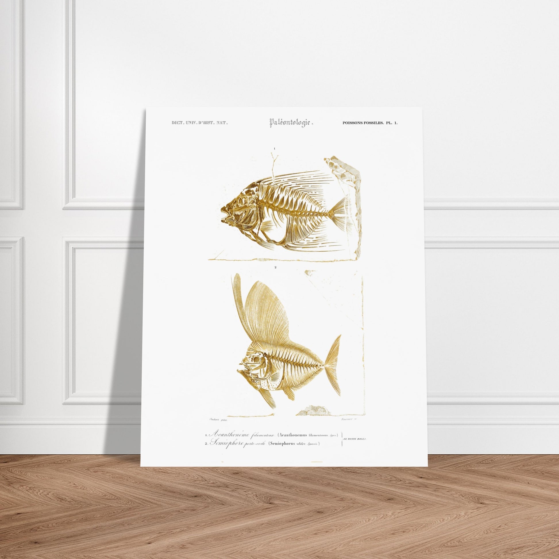 Gravure de poissons fossiles : Acanthonème filamenteux par d'Orbigny. Planche paléontologique illustrant les squelettes de deux poissons, l'un en entier et l'autre vu de profil, avec une texture dorée. Image d'illustration 6