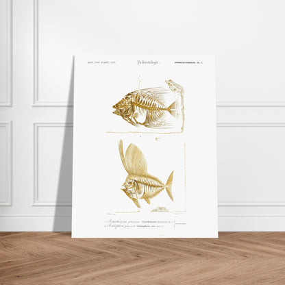Gravure de poissons fossiles : Acanthonème filamenteux par d'Orbigny. Planche paléontologique illustrant les squelettes de deux poissons, l'un en entier et l'autre vu de profil, avec une texture dorée. Image d'illustration 6