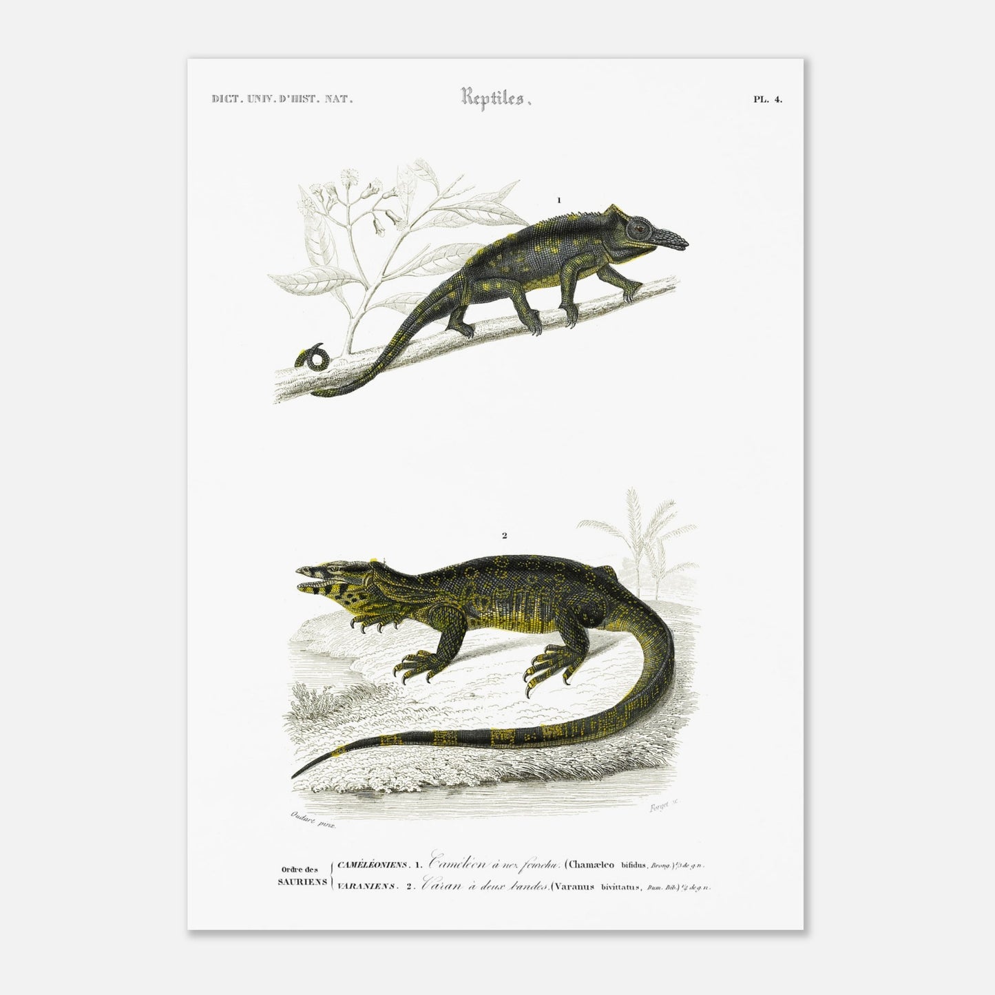 Gravure de reptiles : Caméléon à nez fourchu par Charles d'Orbigny (29,7x42 cm (A3)). Planche scientifique représentant deux reptiles : un caméléon perché sur une branche et un varan allongé sur un sol rocailleux, avec des motifs distinctifs sur leur peau.