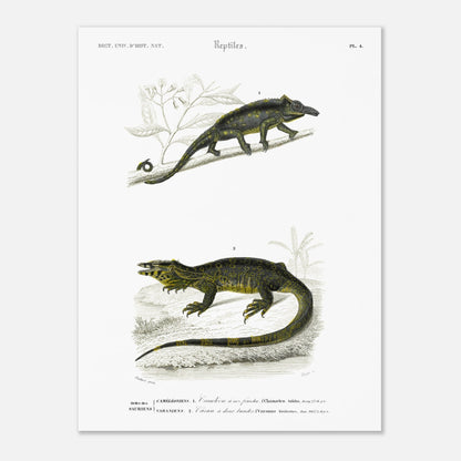 Gravure de reptiles : Caméléon à nez fourchu par Charles d'Orbigny (30x40 cm). Planche scientifique représentant deux reptiles : un caméléon perché sur une branche et un varan allongé sur un sol rocailleux, avec des motifs distinctifs sur leur peau.