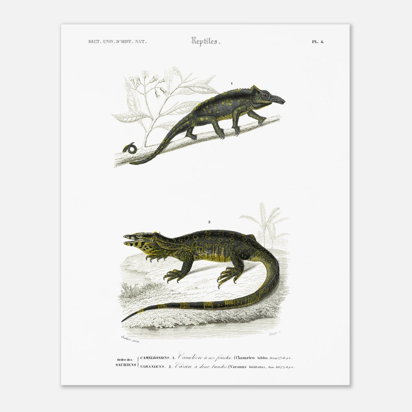Gravure de reptiles : Caméléon à nez fourchu par Charles d'Orbigny (40x50 cm). Planche scientifique représentant deux reptiles : un caméléon perché sur une branche et un varan allongé sur un sol rocailleux, avec des motifs distinctifs sur leur peau.