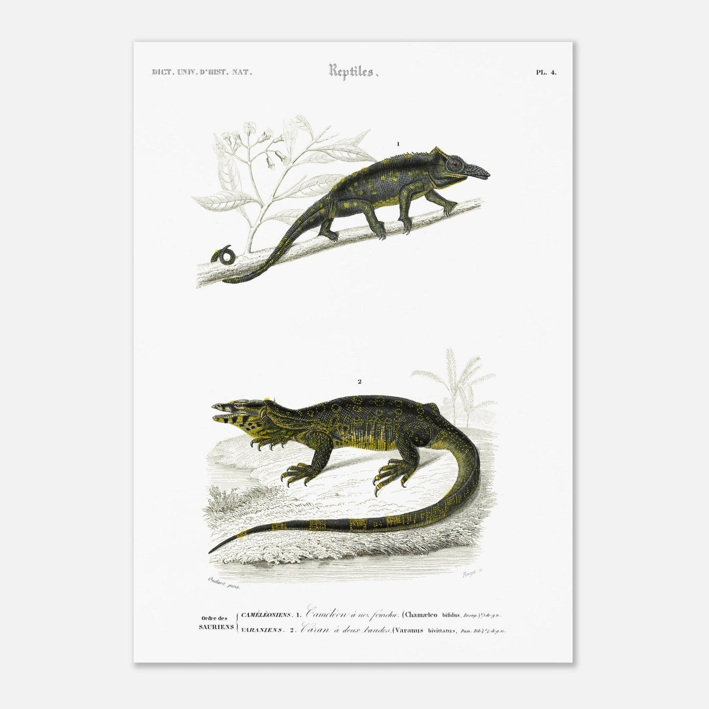 Gravure de reptiles : Caméléon à nez fourchu par Charles d'Orbigny (42x59,4 cm (A2)). Planche scientifique représentant deux reptiles : un caméléon perché sur une branche et un varan allongé sur un sol rocailleux, avec des motifs distinctifs sur leur peau.