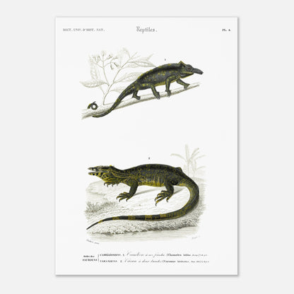 Gravure de reptiles : Caméléon à nez fourchu par Charles d'Orbigny (42x59,4 cm (A2)). Planche scientifique représentant deux reptiles : un caméléon perché sur une branche et un varan allongé sur un sol rocailleux, avec des motifs distinctifs sur leur peau.