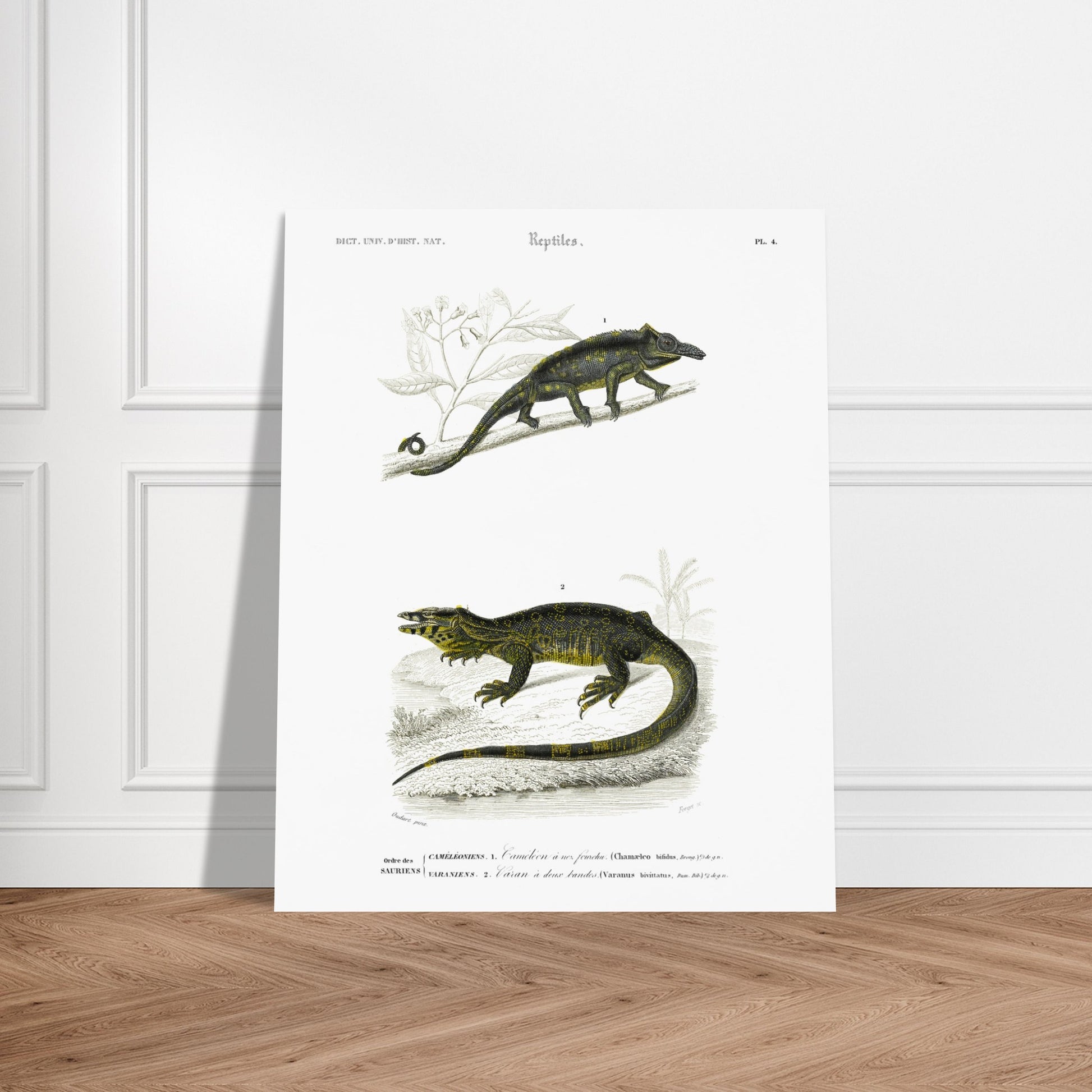 Gravure de reptiles : Caméléon à nez fourchu par Charles d'Orbigny. Planche scientifique représentant deux reptiles : un caméléon perché sur une branche et un varan allongé sur un sol rocailleux, avec des motifs distinctifs sur leur peau. Image d'illustration 5