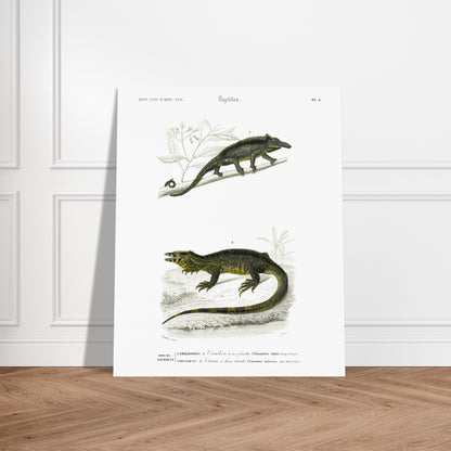 Gravure de reptiles : Caméléon à nez fourchu par Charles d'Orbigny. Planche scientifique représentant deux reptiles : un caméléon perché sur une branche et un varan allongé sur un sol rocailleux, avec des motifs distinctifs sur leur peau. Image d'illustration 5