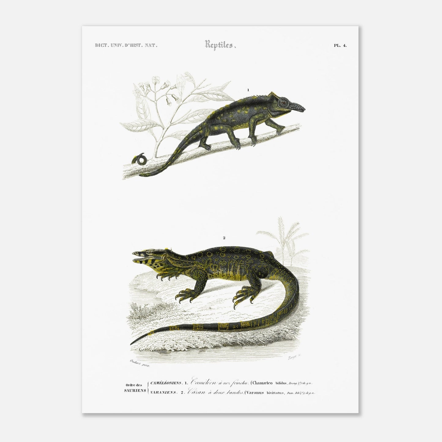 Gravure de reptiles : Caméléon à nez fourchu par Charles d'Orbigny (50x70 cm). Planche scientifique représentant deux reptiles : un caméléon perché sur une branche et un varan allongé sur un sol rocailleux, avec des motifs distinctifs sur leur peau.