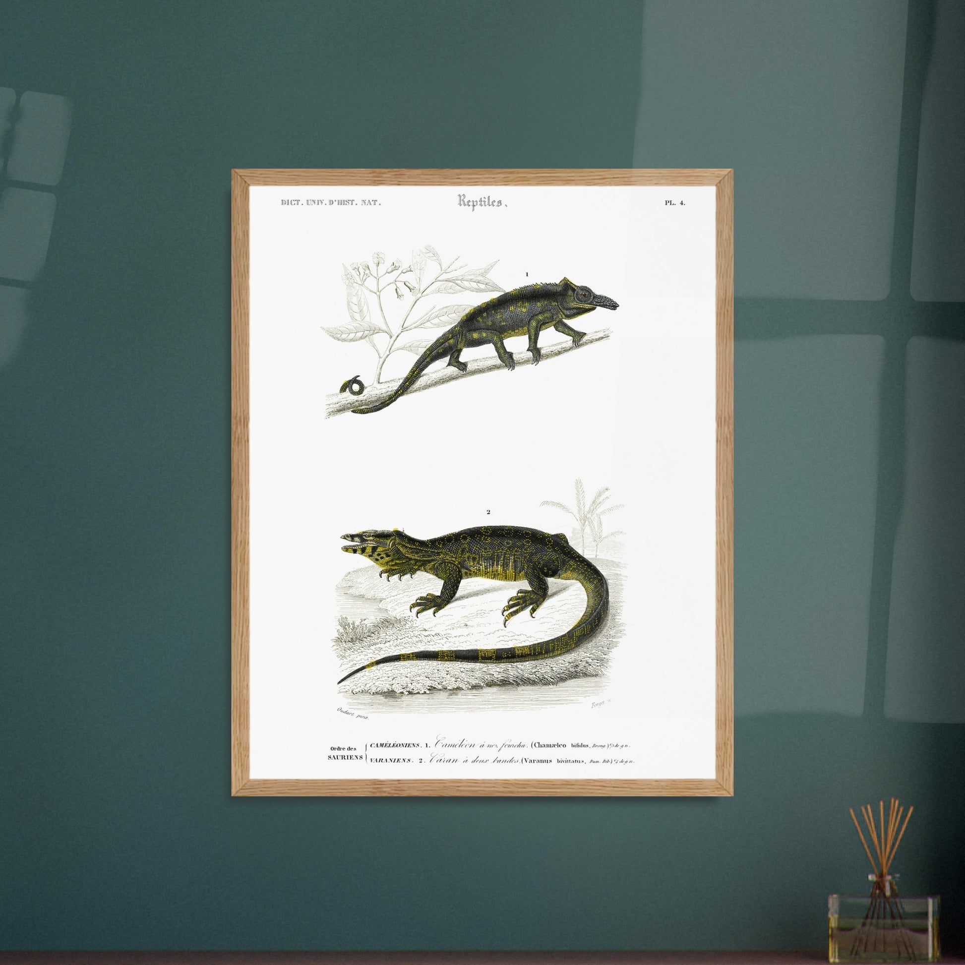 Gravure de reptiles : Caméléon à nez fourchu par Charles d'Orbigny. Planche scientifique représentant deux reptiles : un caméléon perché sur une branche et un varan allongé sur un sol rocailleux, avec des motifs distinctifs sur leur peau. Image d'illustration 6