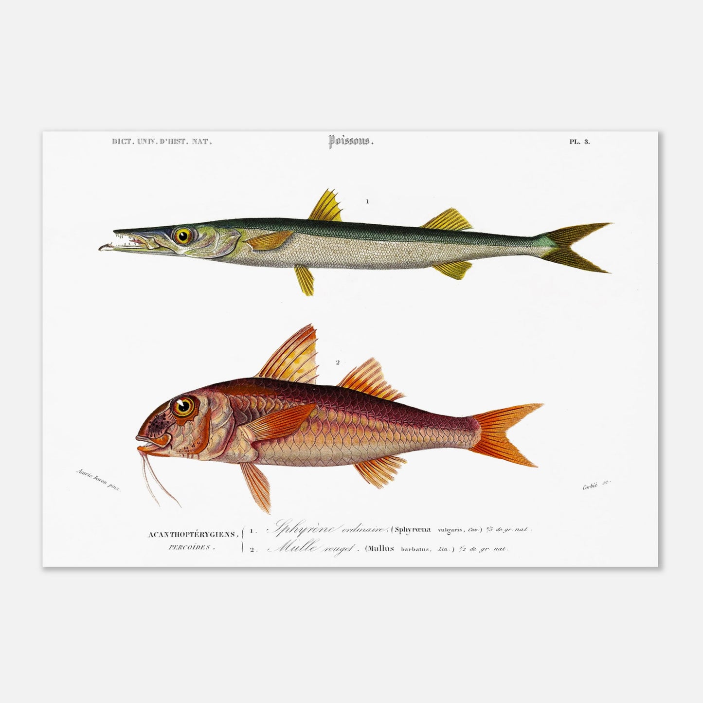 Planche d'ichtyologie : Sphyrène ordinaire et Mulle Rouget (29,7x42 cm (A3)). Illustration de deux poissons : un poisson long et svelte de couleur vert et jaune, et un poisson de taille moyenne de couleur rouge et jaune avec des nageoires prononcées.