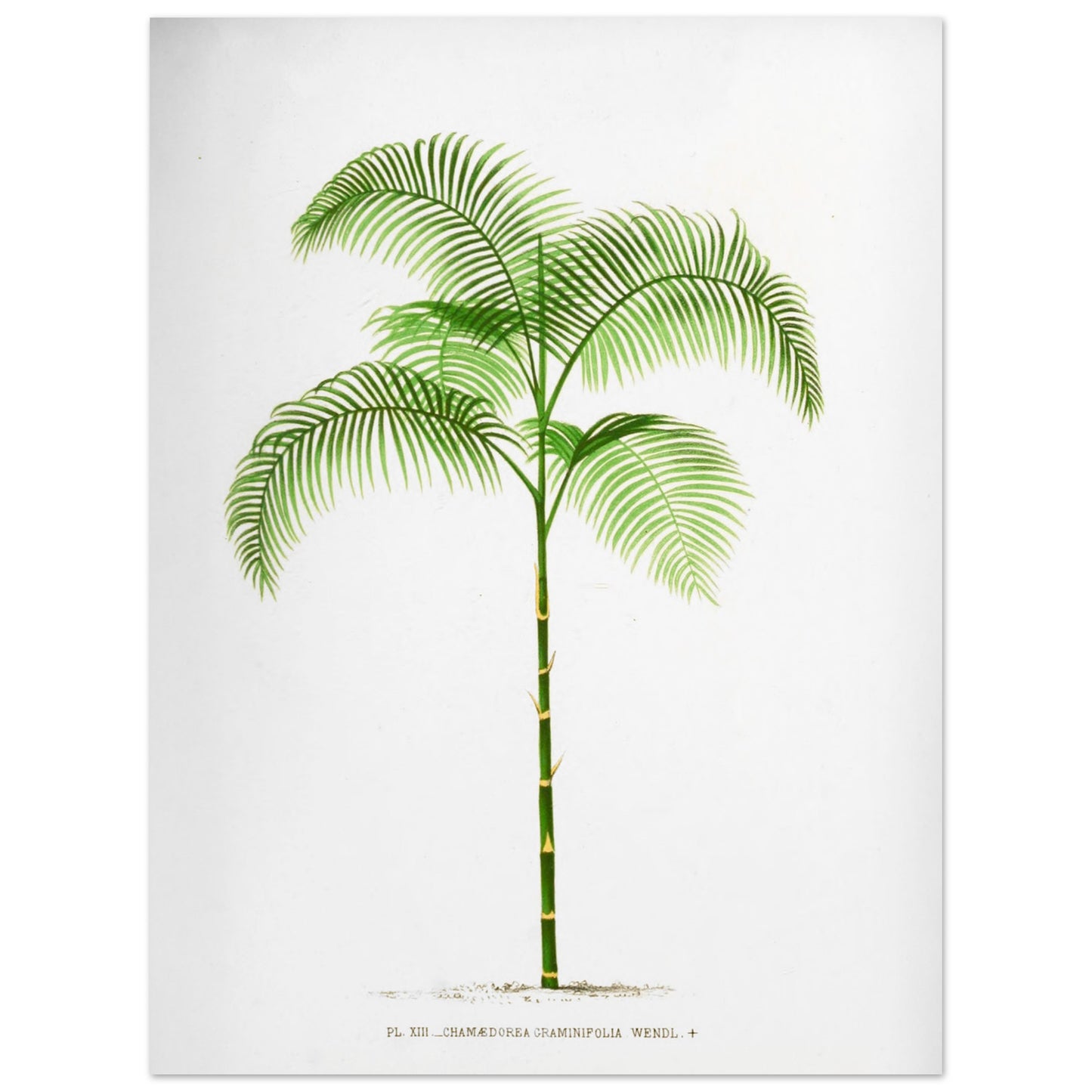 Planche botanique ancienne : Chamaedorea graminifolia du Guatemala (30x40 cm). Illustration botanique ancienne du palmier Chamaedorea Graminifolia.