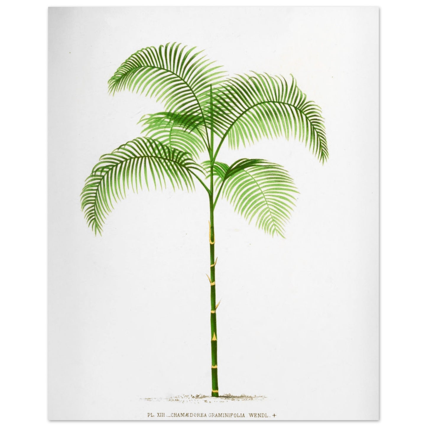 Planche botanique ancienne : Chamaedorea graminifolia du Guatemala (40x50 cm). Illustration botanique ancienne du palmier Chamaedorea Graminifolia.