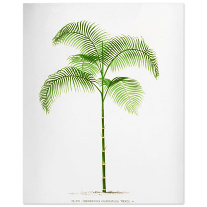 Planche botanique ancienne : Chamaedorea graminifolia du Guatemala (40x50 cm). Illustration botanique ancienne du palmier Chamaedorea Graminifolia.