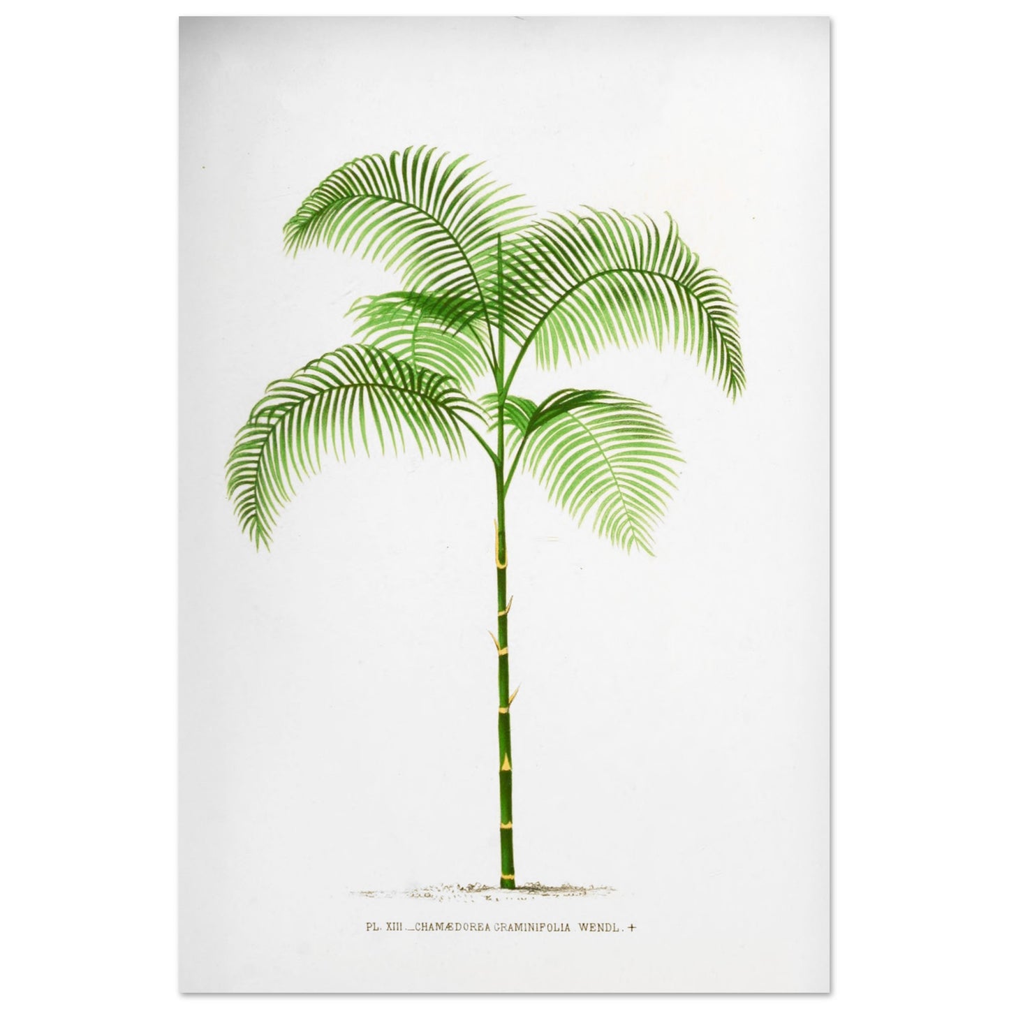 Planche botanique ancienne : Chamaedorea graminifolia du Guatemala (60x90 cm). Illustration botanique ancienne du palmier Chamaedorea Graminifolia.