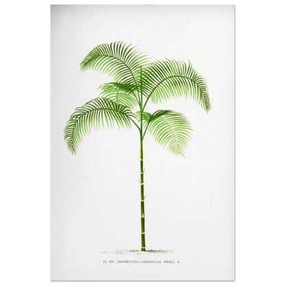 Planche botanique ancienne : Chamaedorea graminifolia du Guatemala (60x90 cm). Illustration botanique ancienne du palmier Chamaedorea Graminifolia.