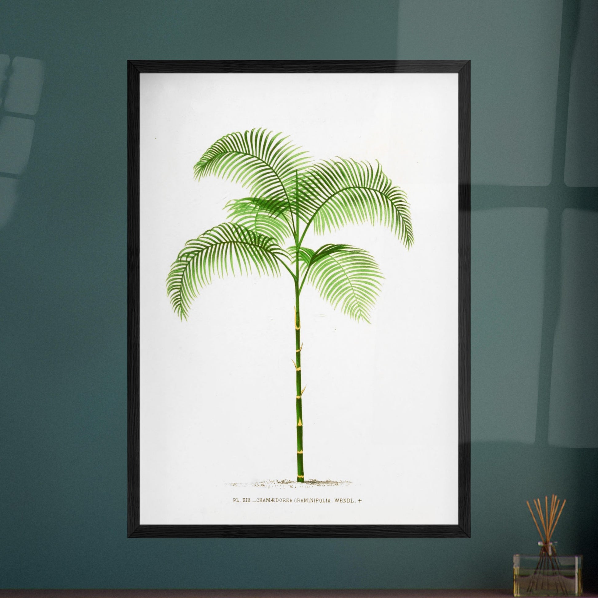 Planche botanique ancienne : Chamaedorea graminifolia du Guatemala. Illustration botanique ancienne du palmier Chamaedorea Graminifolia. Image d'illustration 8