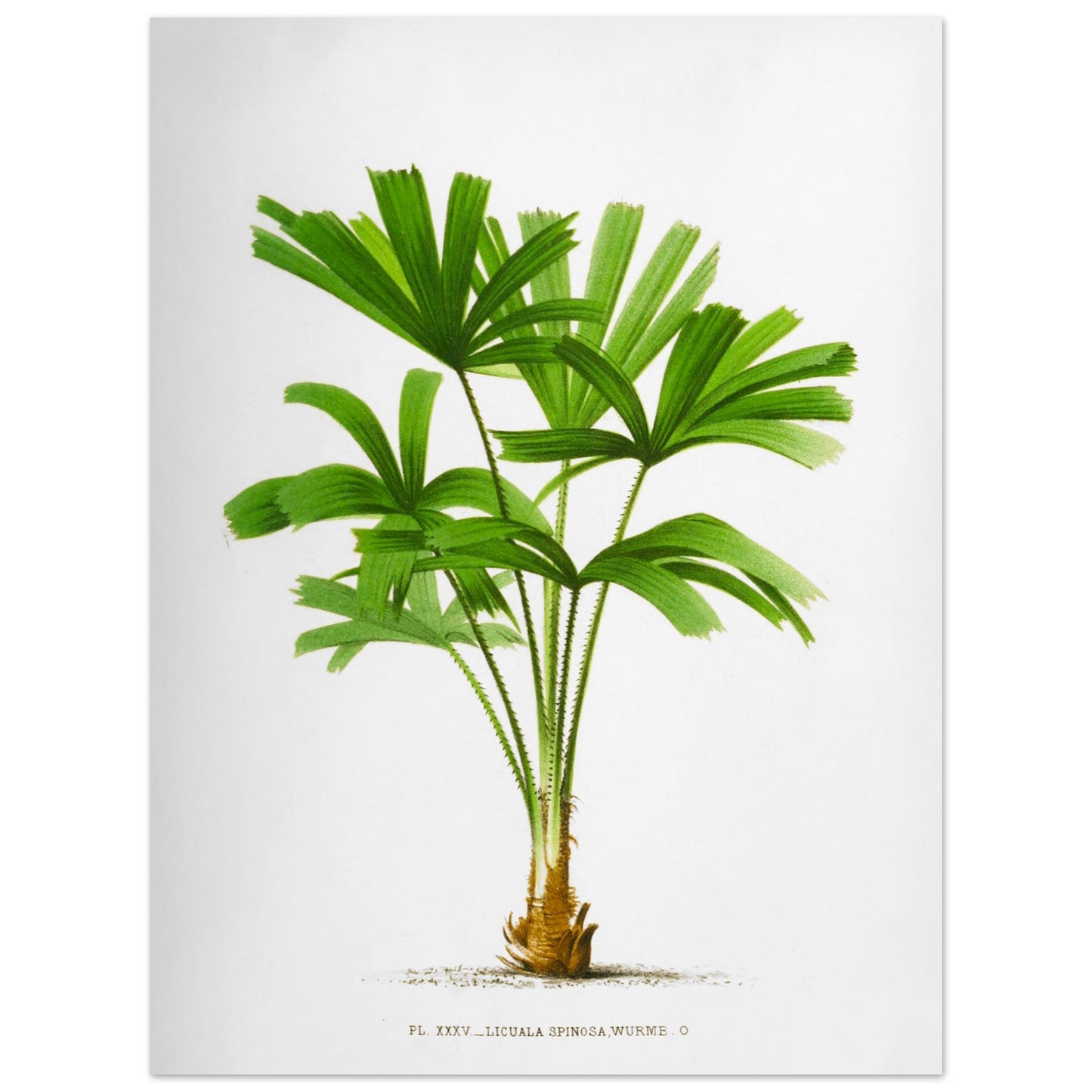 Gravure ancienne du palmier Licuala Spinosa (30x40 cm). Illustration botanique du Licuala Spinosa, un palmier aux feuilles vertes en éventail, plissées et segmentées, émanant d'un tronc court et épineux.