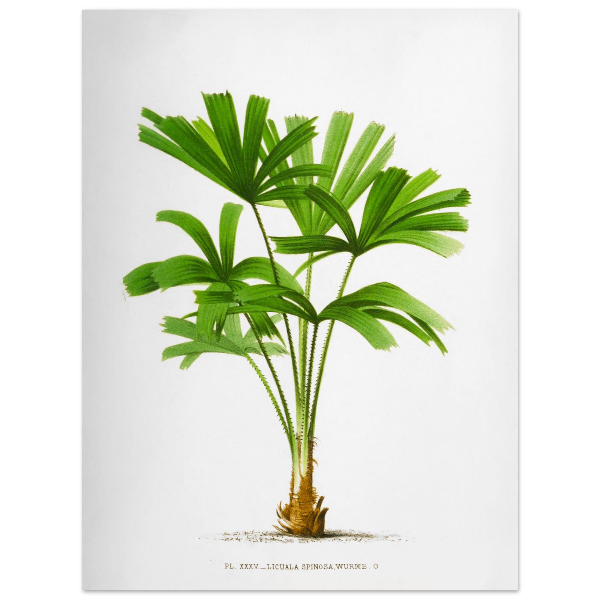 Gravure ancienne du palmier Licuala Spinosa (30x40 cm). Illustration botanique du Licuala Spinosa, un palmier aux feuilles vertes en éventail, plissées et segmentées, émanant d'un tronc court et épineux.