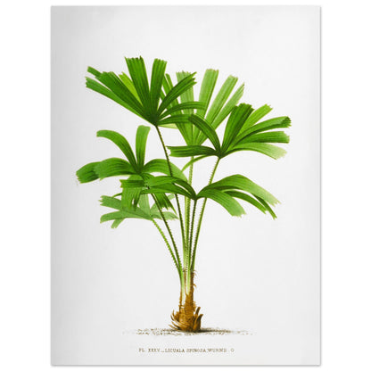 Gravure ancienne du palmier Licuala Spinosa (30x40 cm). Illustration botanique du Licuala Spinosa, un palmier aux feuilles vertes en éventail, plissées et segmentées, émanant d'un tronc court et épineux.